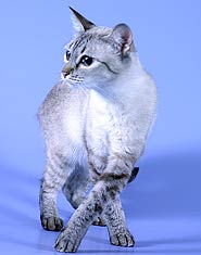 Int.Ch. (WCF) Ch. (OFA) Марисоль Санчитос*RU