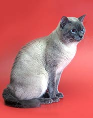 Ch. (WCF), Ch. (OFA) Ливий Санчитос*RU