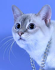 Рамон Санчитос*RU