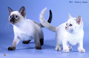 Казанова и Ванда 2 месяца