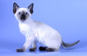 Котята весны 2005 года