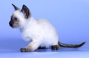 Котята весны 2005 года