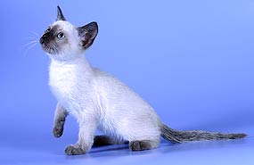 Котята весны 2005 года