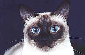 Силва Санчитос*RU (2000 год)